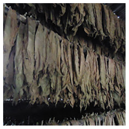 Cuban Avana flavour